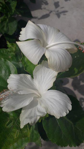  - Talmeș balmeș 2019