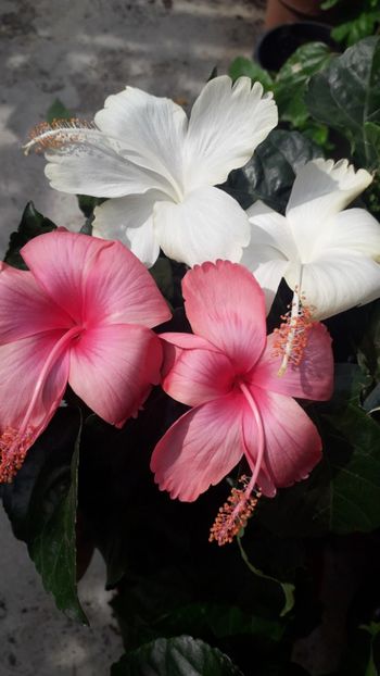  - Talmeș balmeș 2019