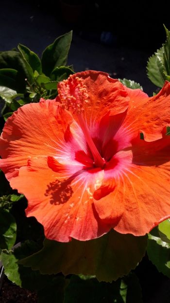  - Talmeș balmeș 2019