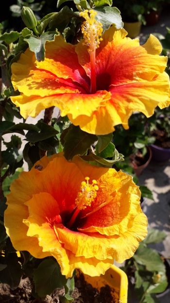  - Talmeș balmeș 2019