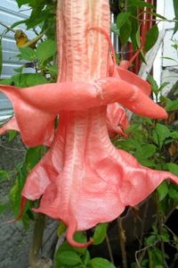  - Talmeș balmeș 2019