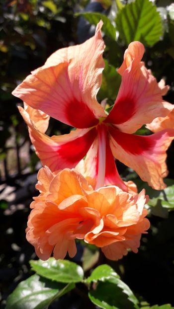  - Talmeș balmeș 2019