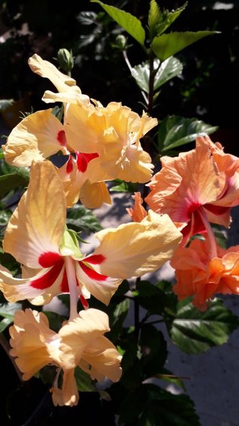  - Talmeș balmeș 2019