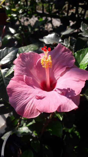  - Talmeș balmeș 2019