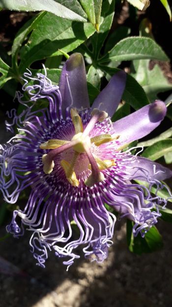  - Talmeș balmeș 2019