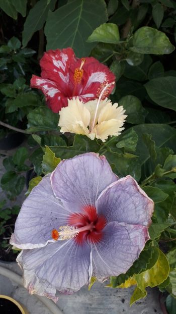  - Talmeș balmeș 2019