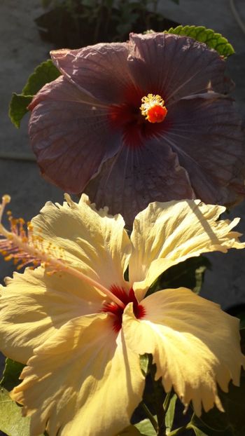  - Talmeș balmeș 2019