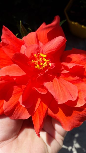  - Talmeș balmeș 2019