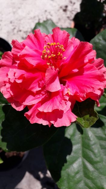  - Talmeș balmeș 2019