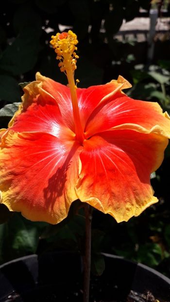  - Talmeș balmeș 2019