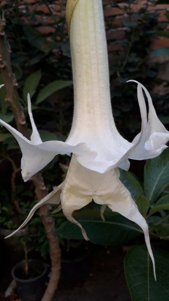  - Talmeș balmeș 2019