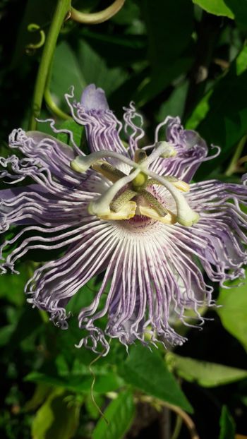  - Talmeș balmeș 2019