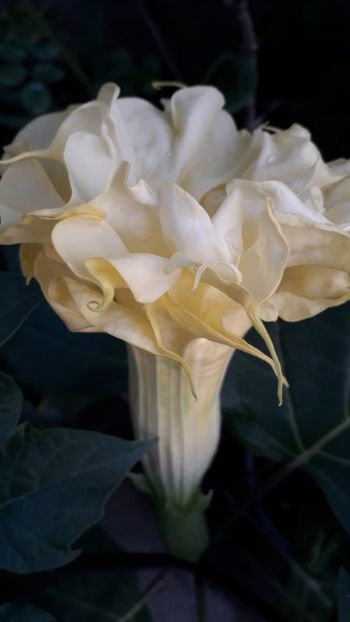  - Talmeș balmeș 2019