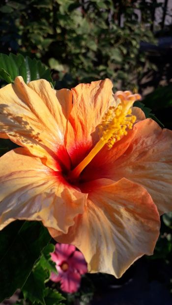  - Talmeș balmeș 2019