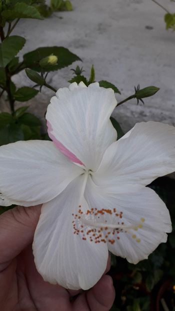  - Talmeș balmeș 2019