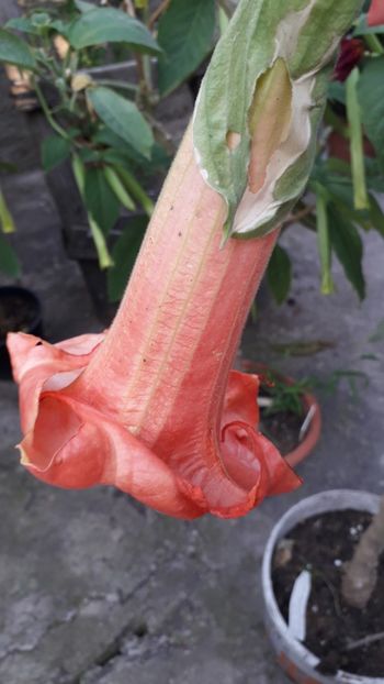  - Talmeș balmeș 2019