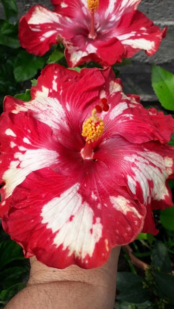  - Talmeș balmeș 2019