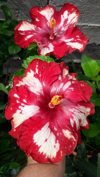  - Talmeș balmeș 2019