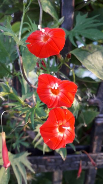  - Talmeș balmeș 2019