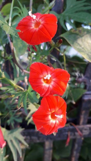  - Talmeș balmeș 2019