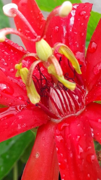  - Talmeș balmeș 2019