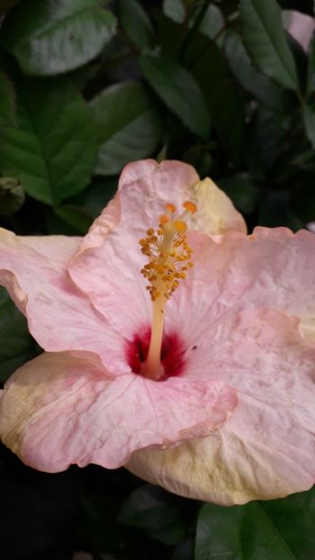  - Talmeș balmeș 2019