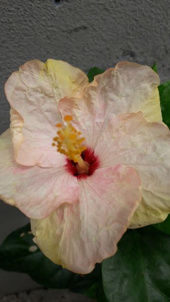  - Talmeș balmeș 2019