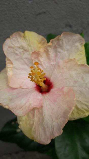  - Talmeș balmeș 2019