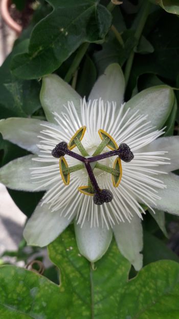  - Talmeș balmeș 2019