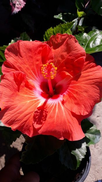  - Talmeș balmeș 2019