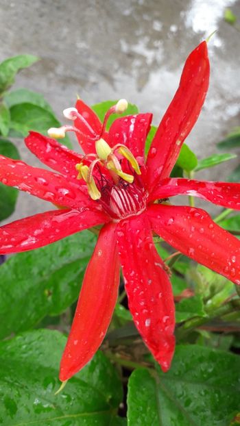  - Talmeș balmeș 2019