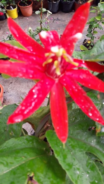  - Talmeș balmeș 2019