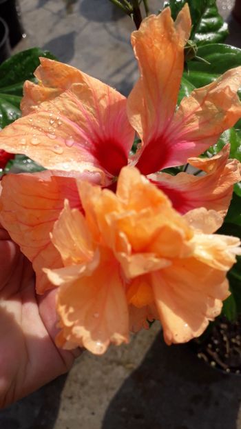  - Talmeș balmeș 2019