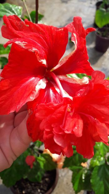  - Talmeș balmeș 2019