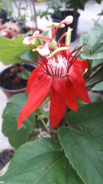  - Talmeș balmeș 2019