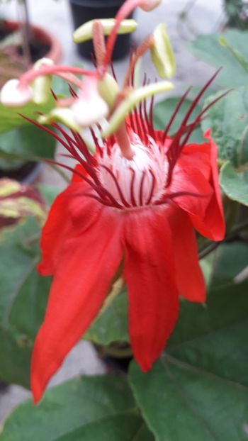  - Talmeș balmeș 2019