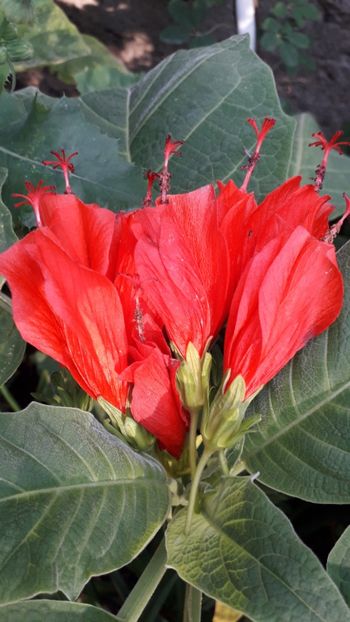  - Talmeș balmeș 2019