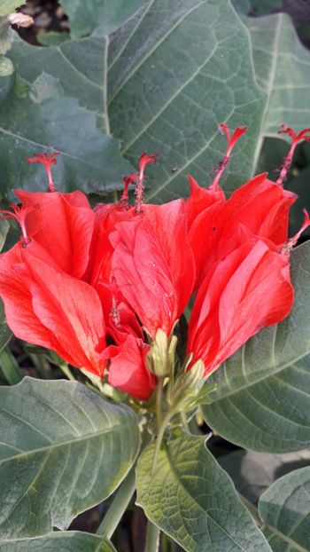  - Talmeș balmeș 2019