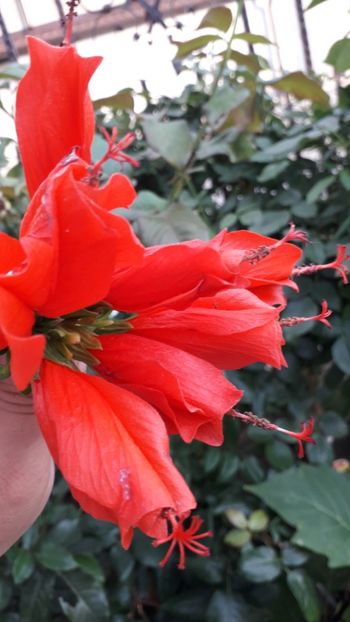  - Talmeș balmeș 2019