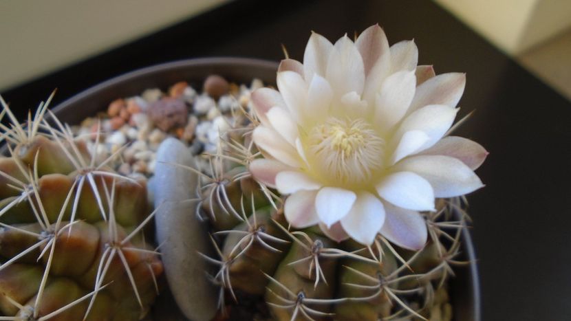Gymnocalycium damsii v. tucavocense - Cactusi 2019 Gymnocalycium