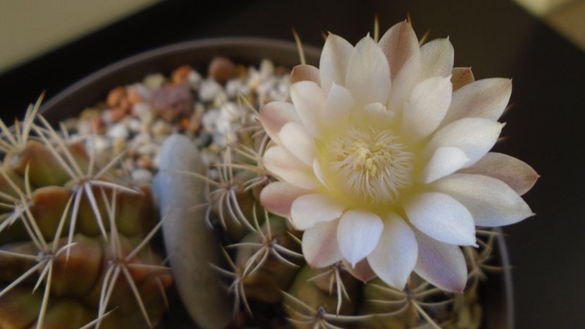 Gymnocalycium damsii v. tucavocense - Cactusi 2019 Gymnocalycium