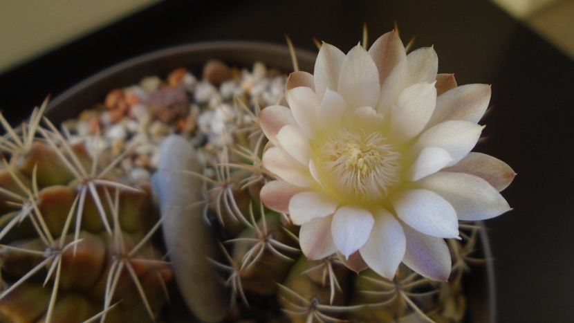 Gymnocalycium damsii v. tucavocense - Cactusi 2019 Gymnocalycium
