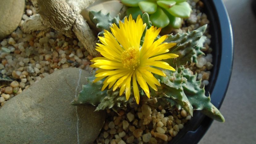 Faucaria tigrina - Suculente 2019