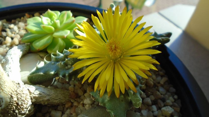 Faucaria tigrina - Suculente 2019
