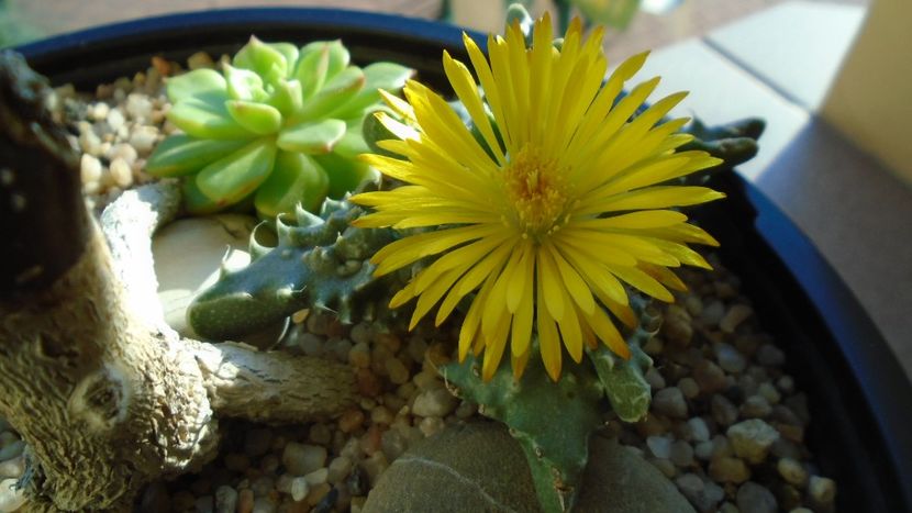 Faucaria tigrina - Suculente 2019