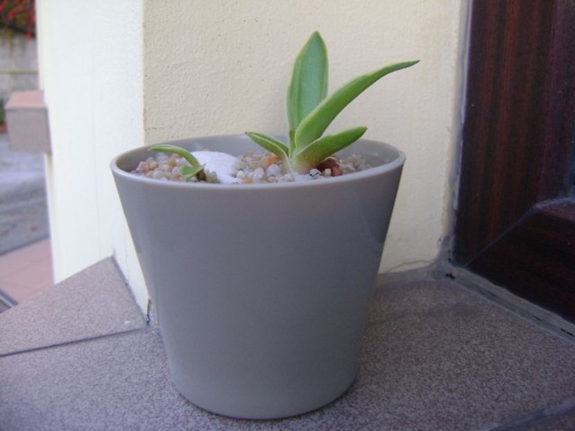 Agave desmettiana - Agave si Yucca 2019