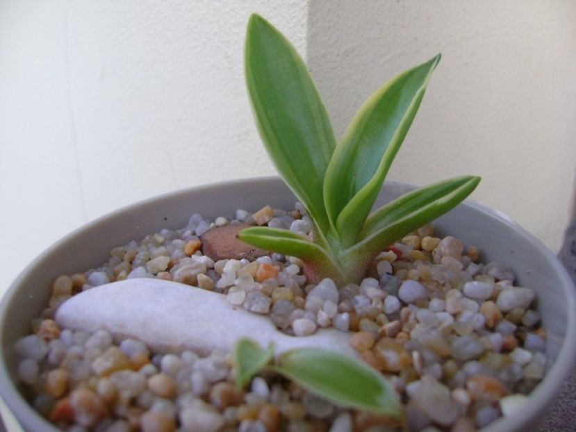 Agave desmettiana - Agave si Yucca 2019