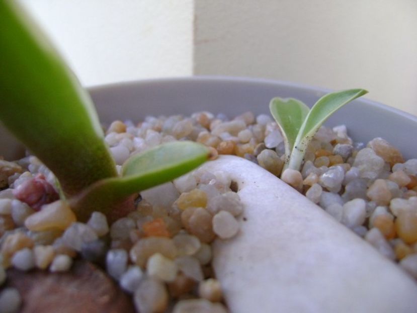 Agave desmettiana - Agave si Yucca 2019