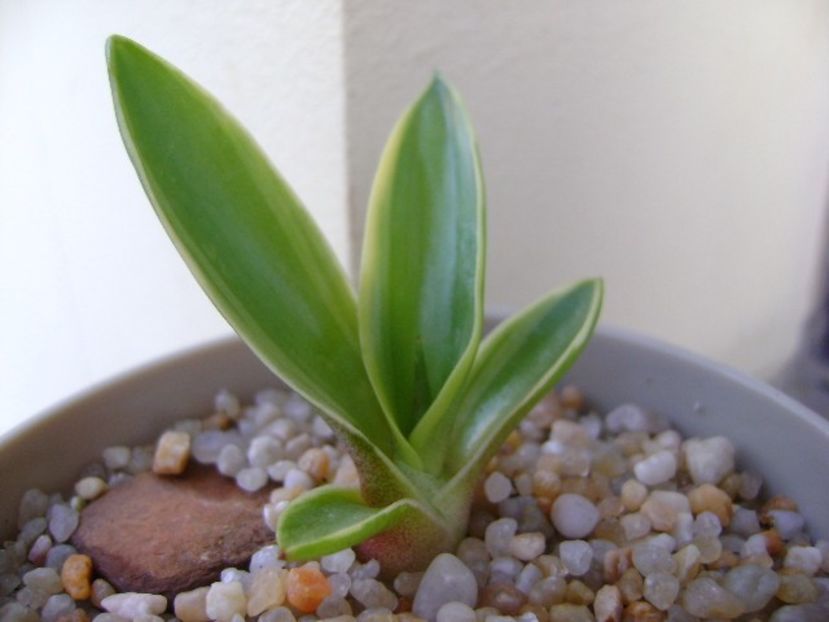 Agave desmettiana - Agave si Yucca 2019