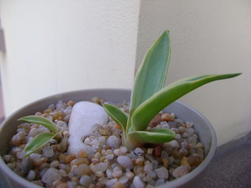 Agave desmettiana - Agave si Yucca 2019